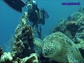 Kapalai/Sipadan SCUBA Diving-5?(0803)