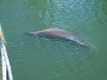 Castaway the Atlantic Bottlenose Dolphin 2 Castaway the Atlantic Bottlenose Dolphin 2