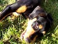 Cliquez pour voir la vid�o