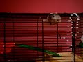 Mr Teddy the hamster doing mission impossible!