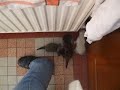 Plein de minou