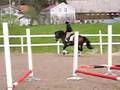 videos de Underbart sto till SALU!! (Galopp 2)