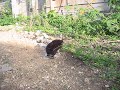 うさぎ油吉の外食01