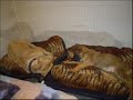 Durban - German Shepherd