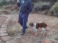Rollie Goes on a Sleepover @ Best Friends Animal Sanctuary