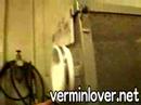 Vermin Heaven!! -?????????-