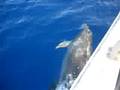 Dolphins Playing S/V Buddy Bear