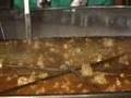 videos de Castel di Lama - Guinness dei primati per la 