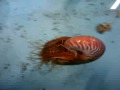 RARE FOOTAGE of a Nautilus eating in captivity!