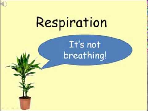 B2 Respiration