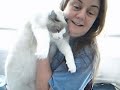 Ragdoll Cat 10 Ragdoll Cat 10