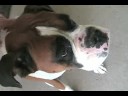 Oscar- In Loving Memory