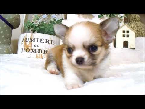 YouTube Preview Image