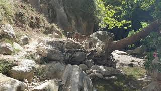 VIDEOS + 77 Avakas George Schlucht Zypern Akamas Kurzvideo 001