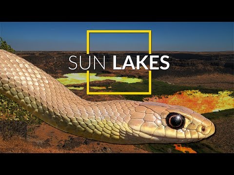 YouTube reptile video