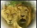 Tiger vs Lion