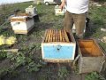 Видео - когда можно ставить вощину в семью пчел? - весна на пасеке