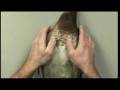 Mounting A Standing Duck- Taxidermy How To