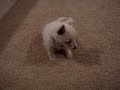 Milo vs The Water Bottle