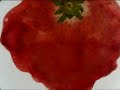 Aveillan - Magnum 5 senses