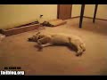EL perro que corre durmiendo