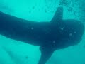 Gorgona - Tiburon Ballena