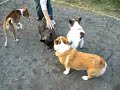 Goro@Welsh corgi 20061029 Cairn Terrier 02 Goro@Welsh corgi 20061029 Cairn Terrier 02