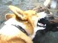 Cairn Terrier video