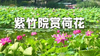 ZiZhuYuan (Black / Purple Bamboo Park) in BeiJing. July lotuses and the boat to the Summer Palace ...        Boating the ancient canal route from downtown BeiJing to the Summer Palace (YiHeYuan) ...        The LiangMa River ...    