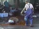 Stop Dolphin Hunting - Change The World Before It Changes You