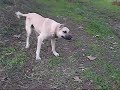 kangal türk köpekleri