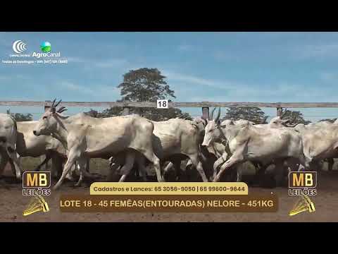 546� LEIL�O VIRTUAL MB LEIL�ES