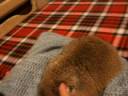 Prairiedog 2008/12/02chappy