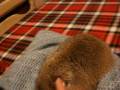 Prairiedog 2008/12/02chappy