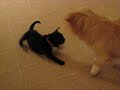 Pug Puppy and Pekingese Playing Part 2