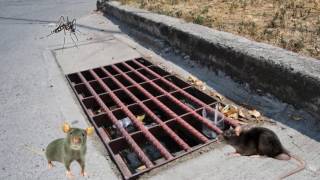 ¿ SABE USTED QUÉ CONSECUENCIAS TRAE ARROJAR BASURAS EN NUESTRAS CALLES?