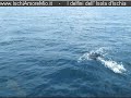 I delfini dell'Isola d'Ischia