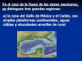 fauna de mexico fauna de mexico