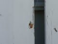 Cat Spider VS Grasshopper! Part 1