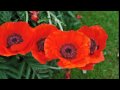 Klatschmohn, Ascheberg, NRW, Juni 2010.wmv