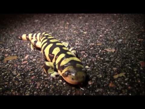 nature - The discovery of rare neotenic Tiger Salamanders, toads struggle to breed through drought, snakes hunt young amphibians to survive, and visually stunning tim...