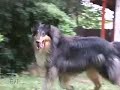 \"Dog Tales\" episode D-103 promo \"Dog Tales\" episode D-103 promo