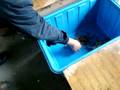 Hog-Tying a Crab