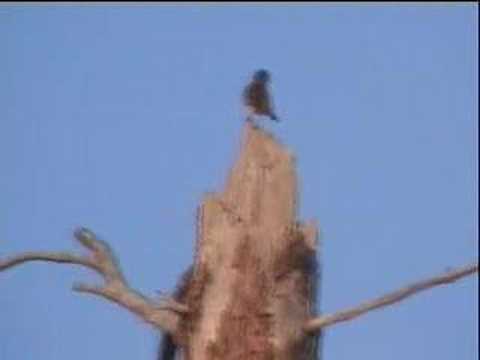 Kirtland's Warbler