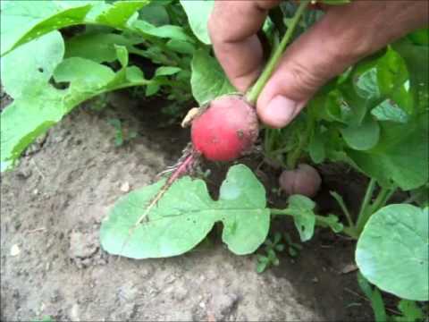 how to harvest radish seeds