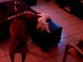 videos de diabolo et ibiza