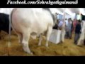 King of Balochistan & Tees Maar Khan Shah Cattle Farm 2011