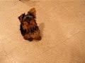 Yorkies learning to sit