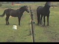 Duurste paarden van de wereld ! Blue en Black