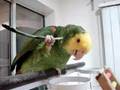Tool using parrot!!!  (youtube.com/cherylrampton)